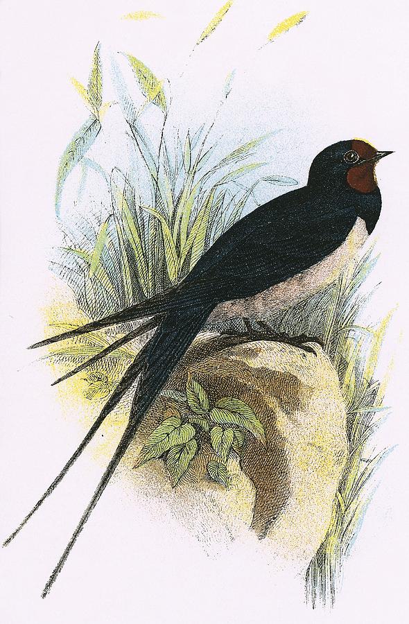 Bird Photograph - Chimney Swallow by English School