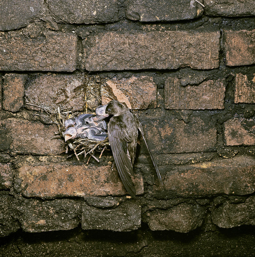 Chimney Swift Feeding Young In Nest Photograph by G Ronald Austing