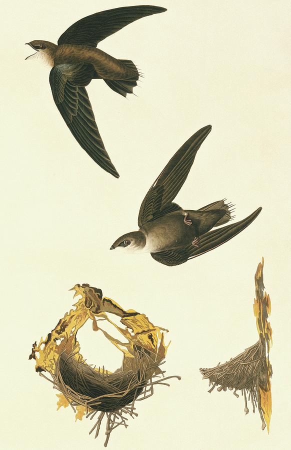 Chimney Swift Photograph by Natural History Museum, London/science Photo Library