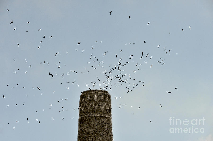 Chimney Swift preparing to roost in chimney Photograph by Dan Friend