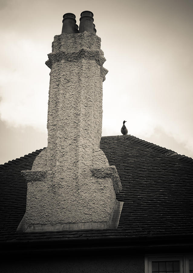 Chimney Visitor Photograph by Ross Henton