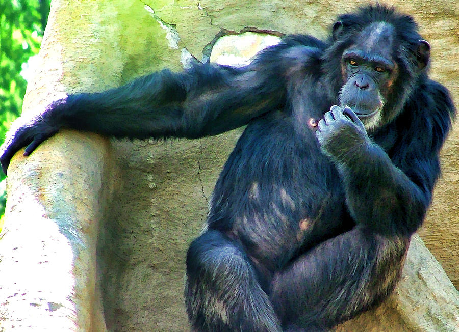 Chimp 1 Photograph by Dawn Eshelman