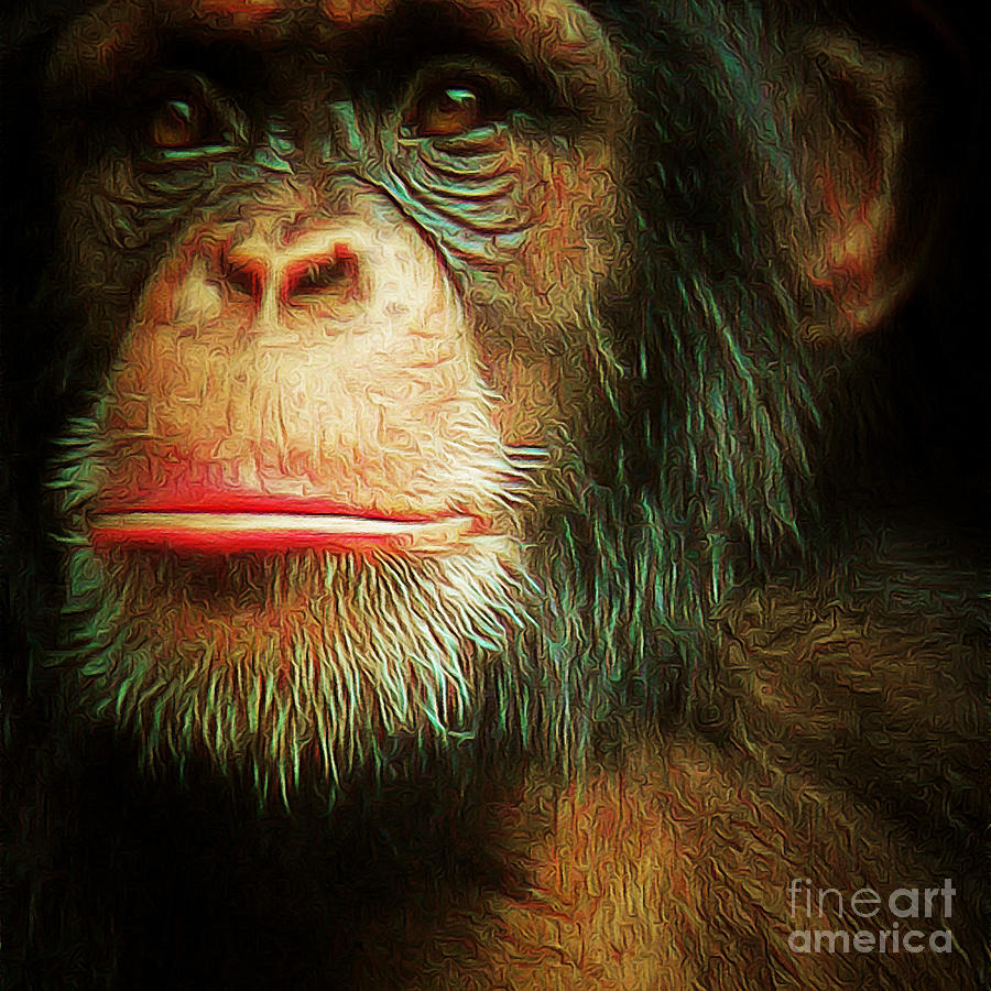 Chimp 20150210brun v3 square Photograph by Wingsdomain Art and Photography