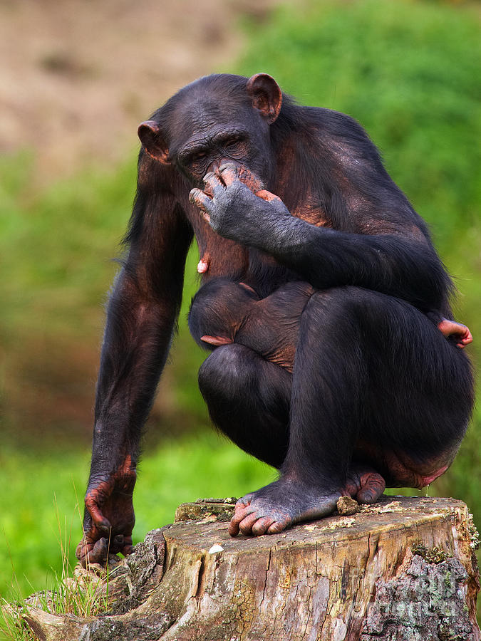 Chimp with a baby on her belly  Photograph by Nick  Biemans