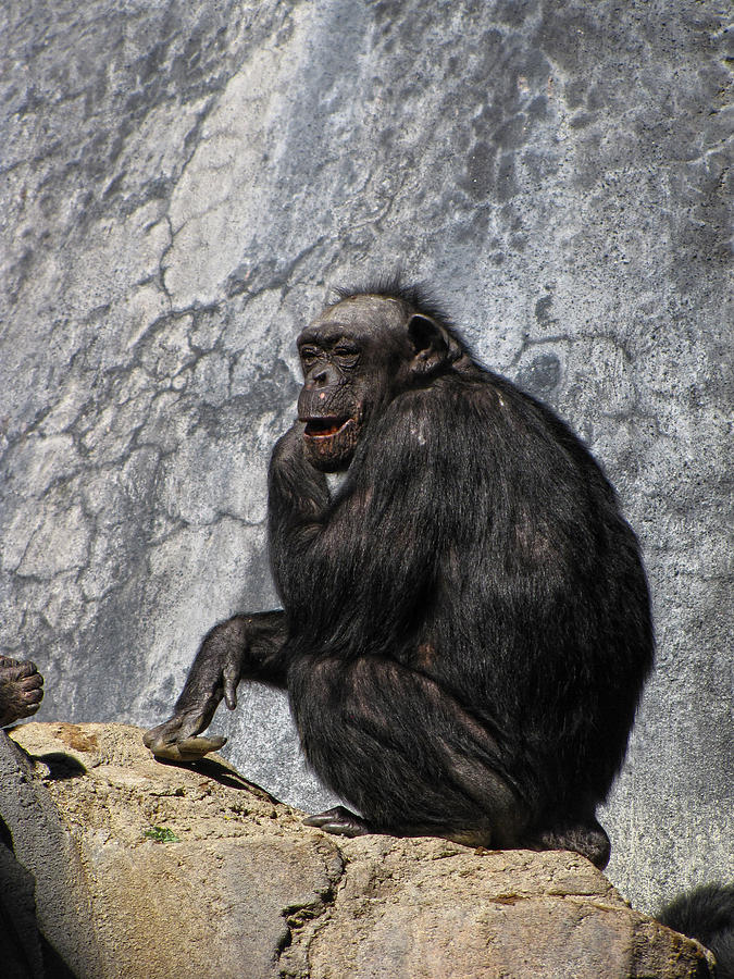 Chimpanzee 1 Photograph by Helaine Cummins