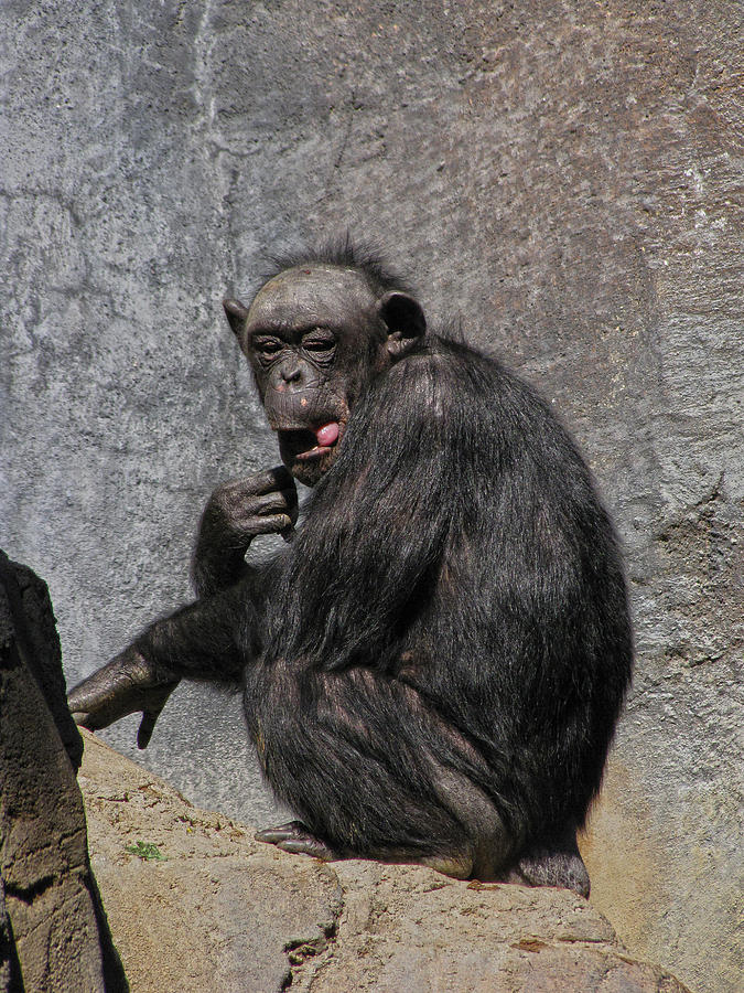 Chimpanzee 2 Photograph by Helaine Cummins