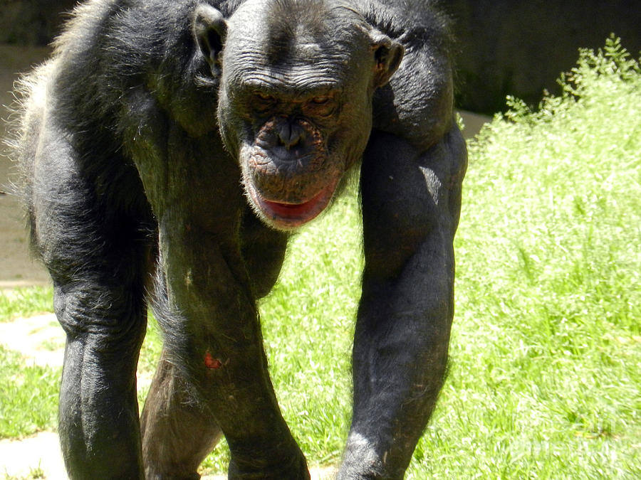 Los Angeles Photograph - Chimpanzee 2 by Katelyn Robbins