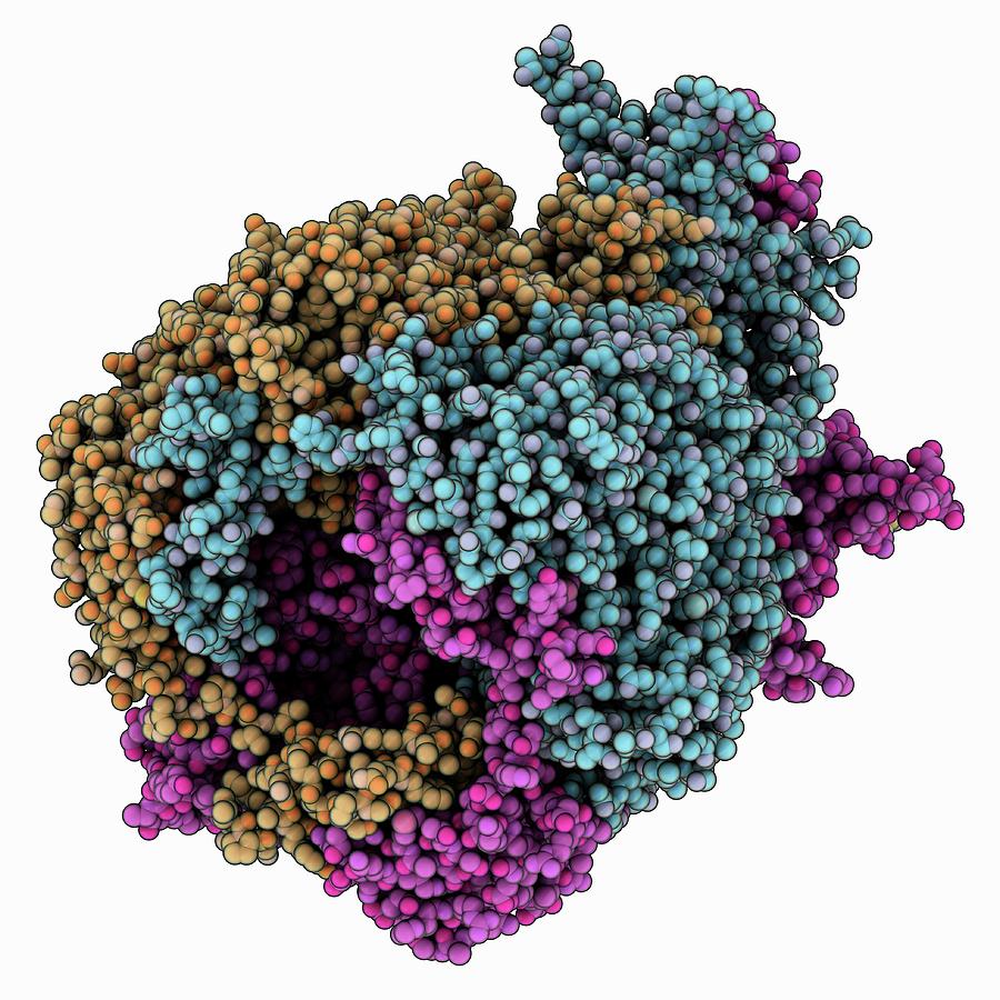 Chimpanzee Adenovirus Coat Protein Photograph by Laguna Design/science Photo Library