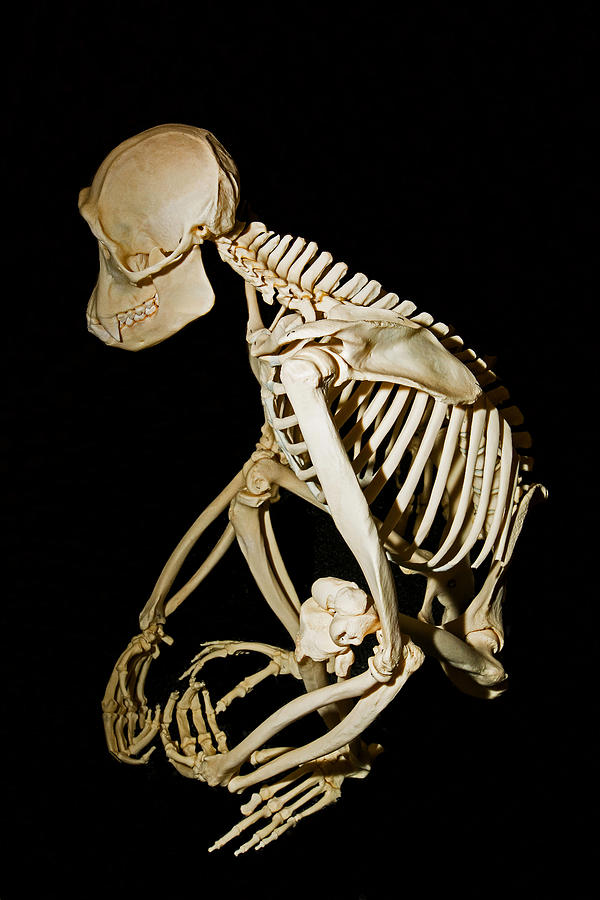 Chimpanzee Adult Male Skeleton Photograph by Millard H. Sharp