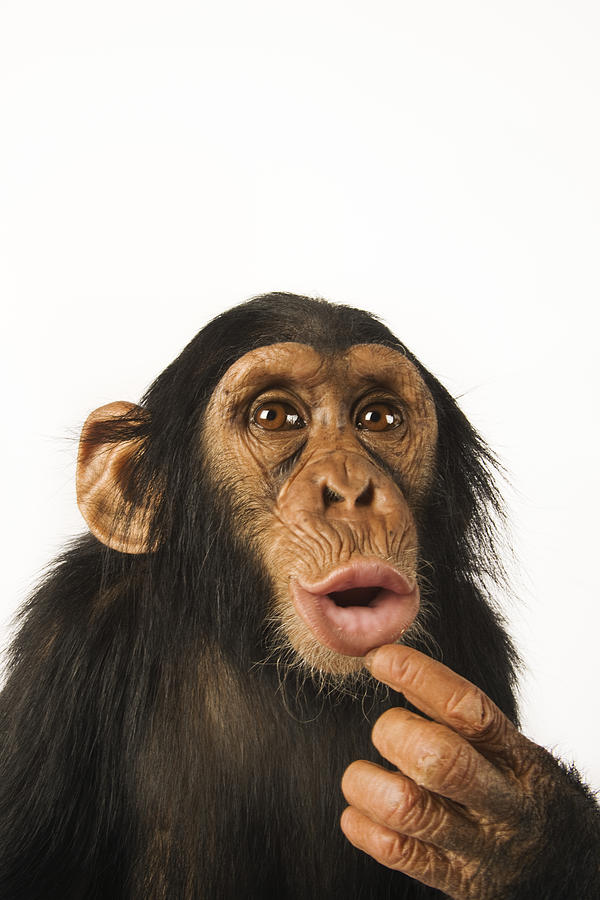Chimpanzee against white background. Photograph by Martin Harvey