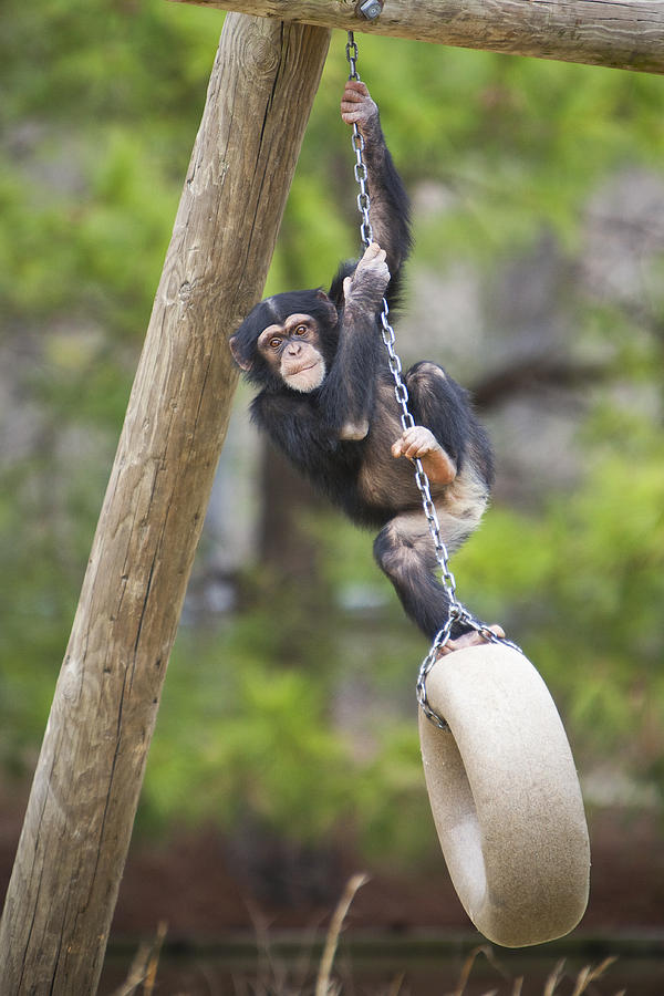 Chimpanzee Photograph