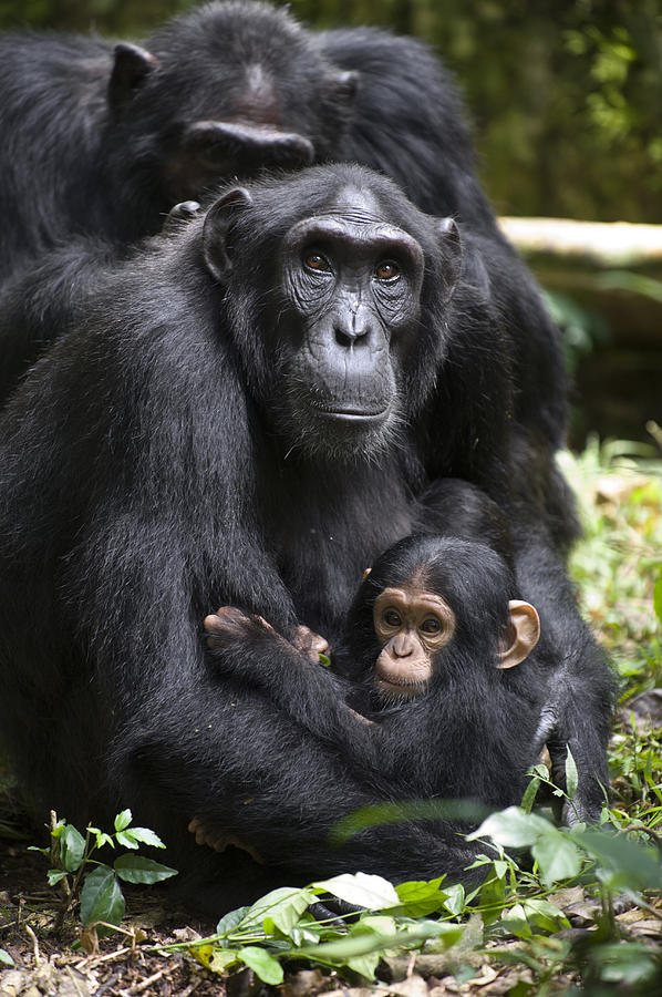 Chimpanzee And Infant Uganda Photograph by Suzi Eszterhas