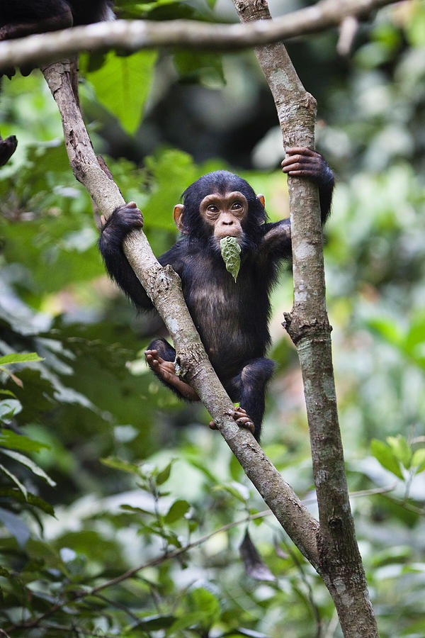 Chimpanzee Baby Eating A Leaf Tanzania Photograph by Konrad Wothe