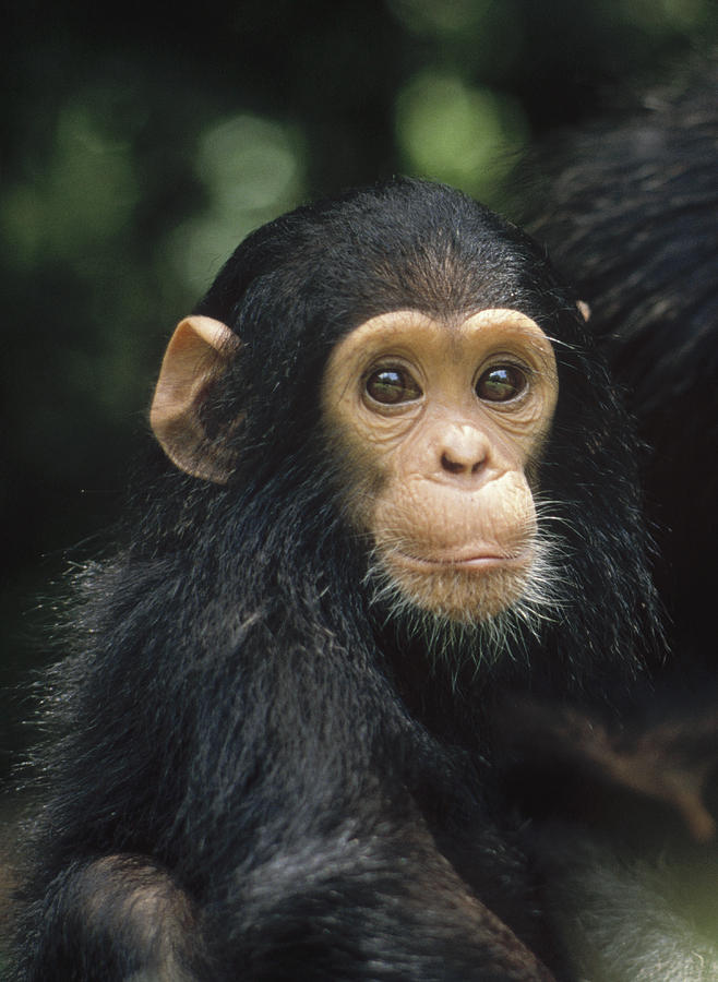 Chimpanzee Baby Portrait Gombe Stream Photograph by Gerry Ellis