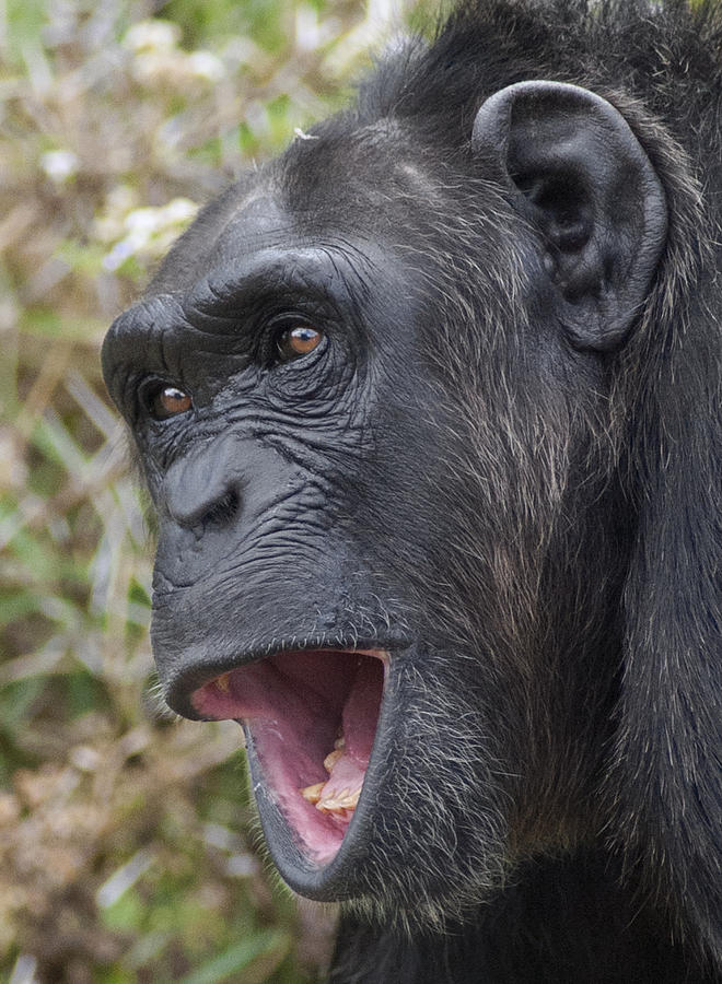 Chimpanzee Calling Kenya Photograph by D. & E.  Parer-Cook