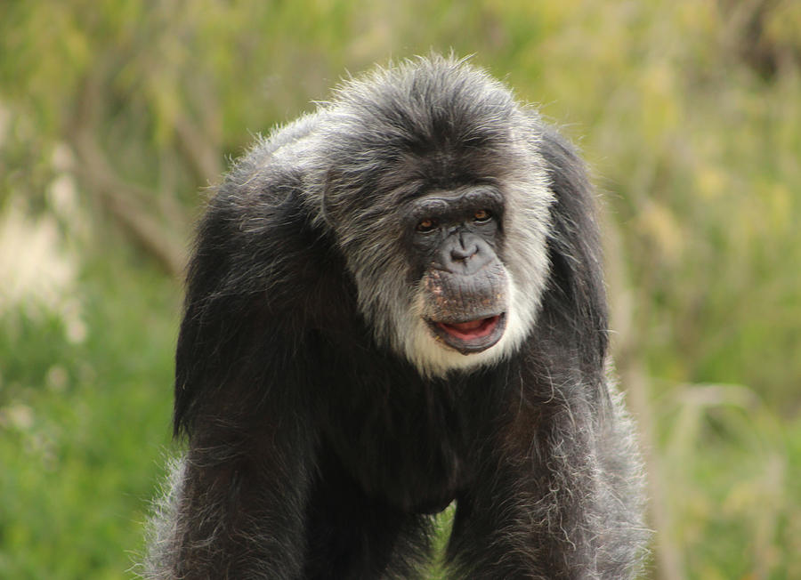 Chimpanzee Photograph by Deana Glenz