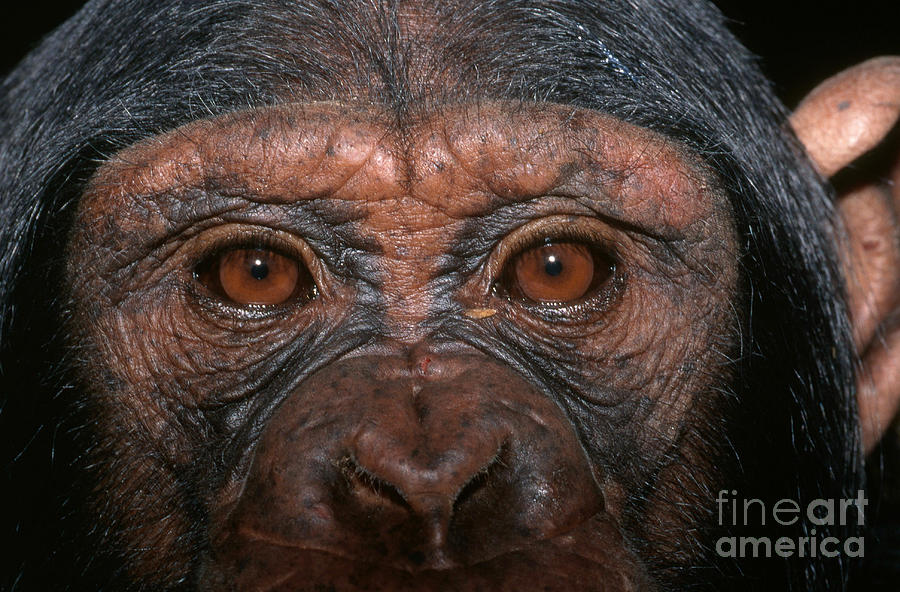 chimpanzee eyes