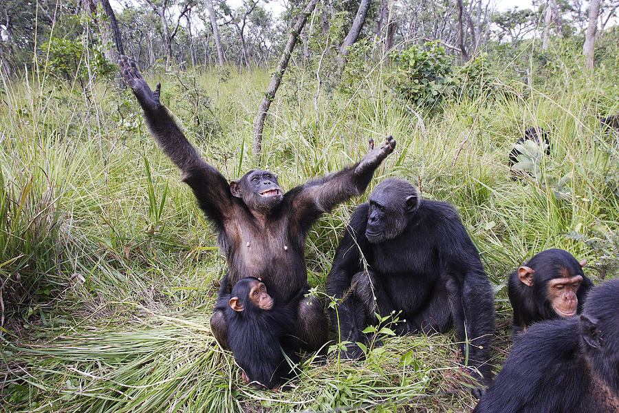 Chimpanzee Family Group Photograph by M. Watson - Fine Art America