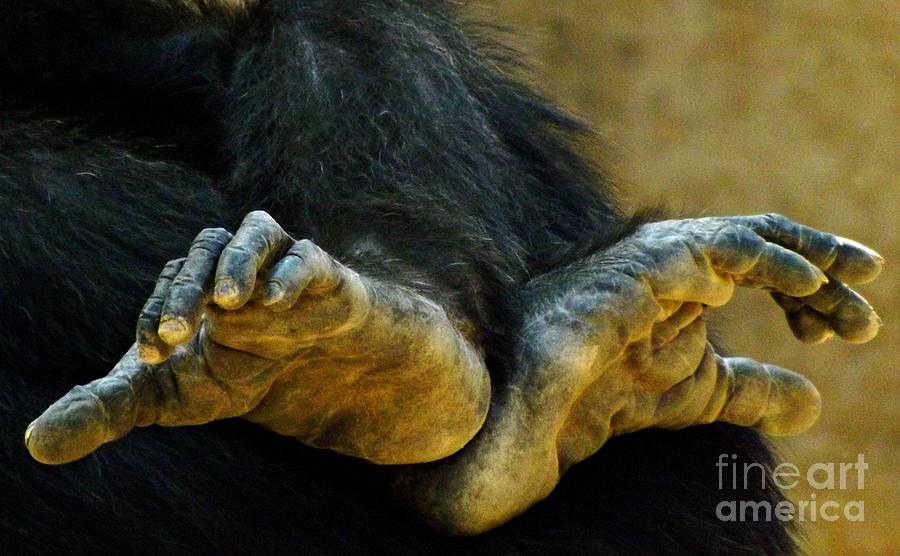 Chimpanzee Feet Photograph by Clare Bevan