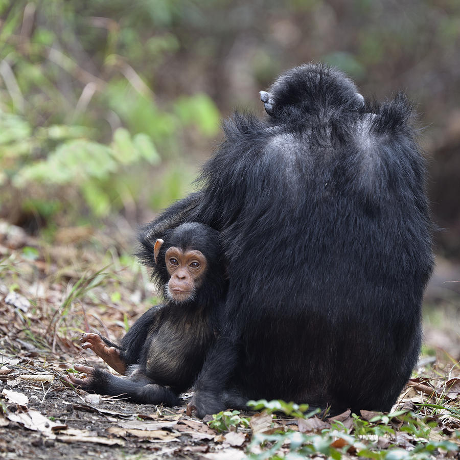 Chimpanzee Female With Baby Tanzania Photograph by Konrad Wothe