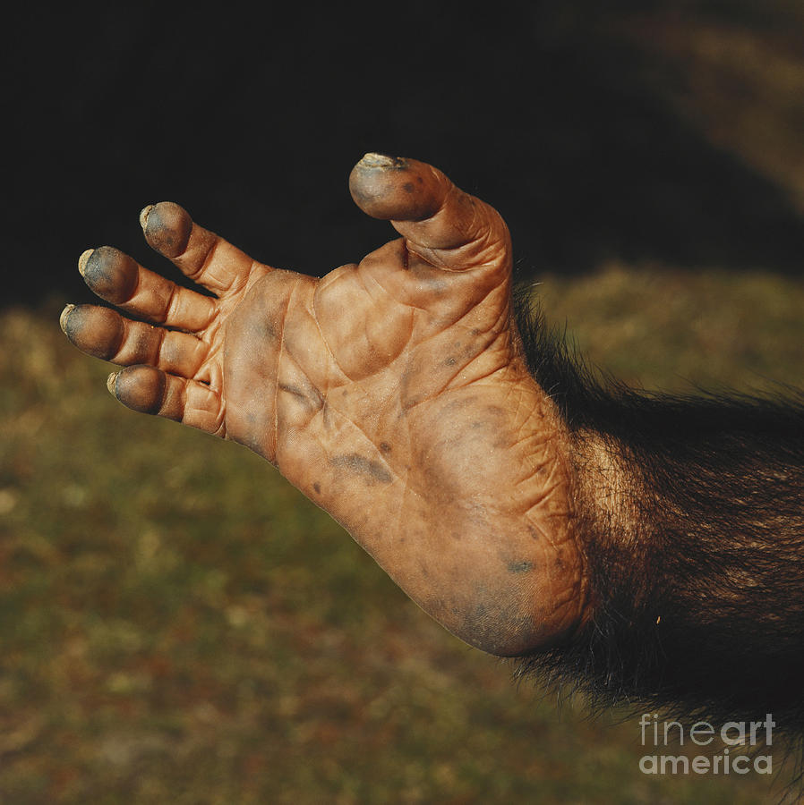 Chimpanzee Foot Photograph by Toni Angermayer