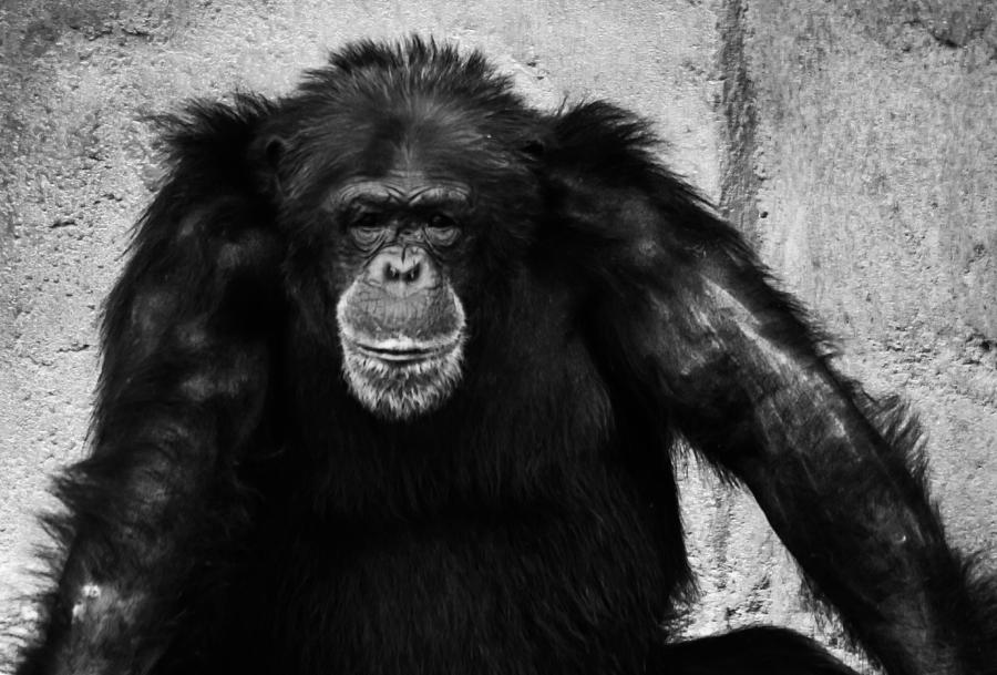 Chimpanzee Photograph by George Kenhan