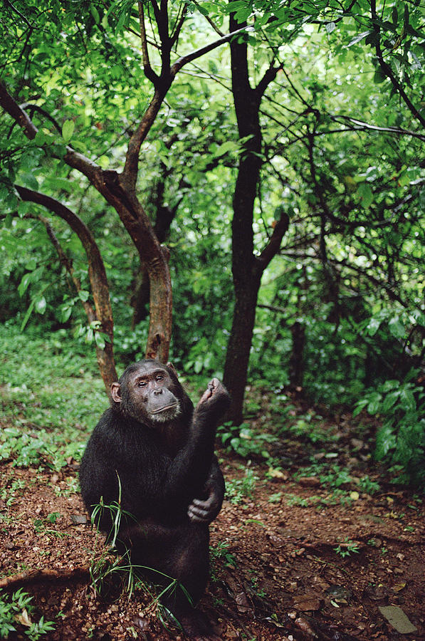 Chimpanzee Gombe Stream Photograph by Gerry Ellis