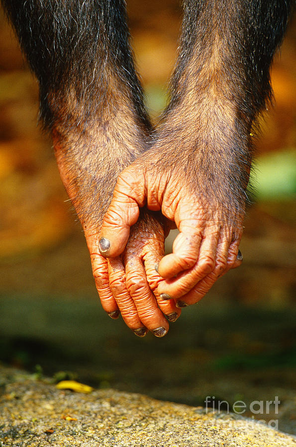 Chimpanzee Hands Photograph by Art Wolfe