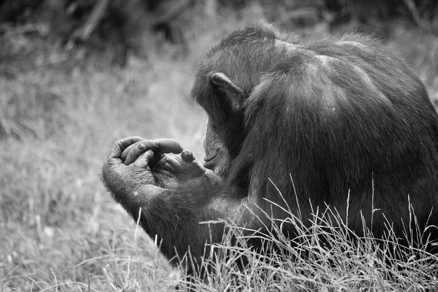 Chimpanzee in Thought Photograph by Jonny D