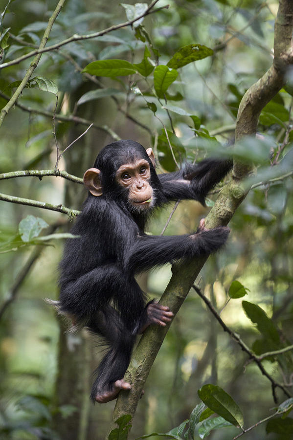 Chimpanzee  Infant Playing Uganda Photograph by Suzi Eszterhas