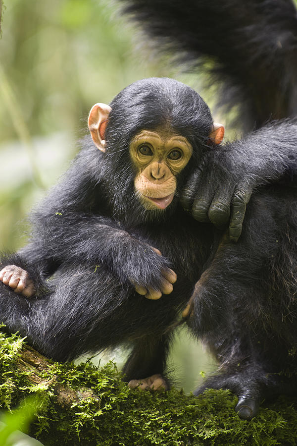 Chimpanzee Infant Uganda Photograph by Suzi Eszterhas