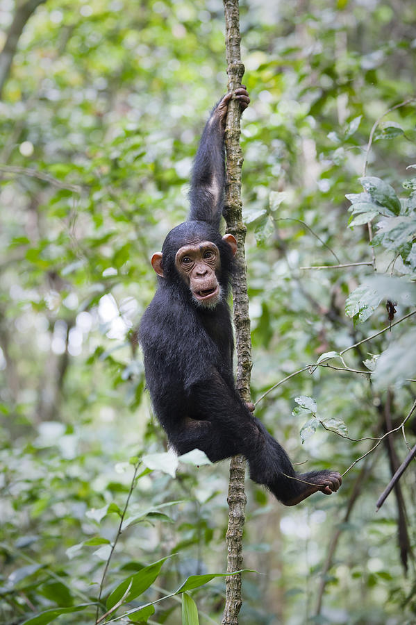 Chimpanzee Juvenile Climbing Tanzania Photograph by Konrad Wothe