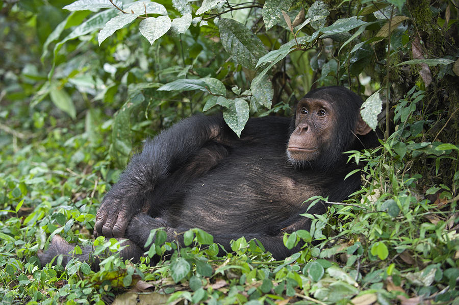 Chimpanzee Juvenile Maleuganda Photograph by Suzi Eszterhas