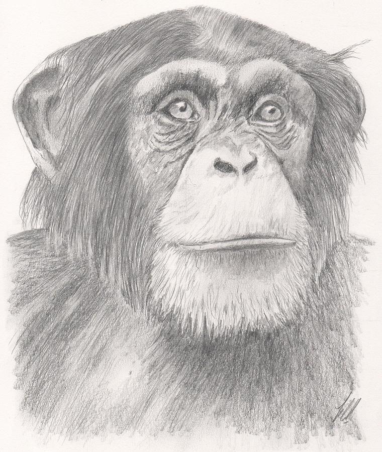 smiling chimpanzee drawing