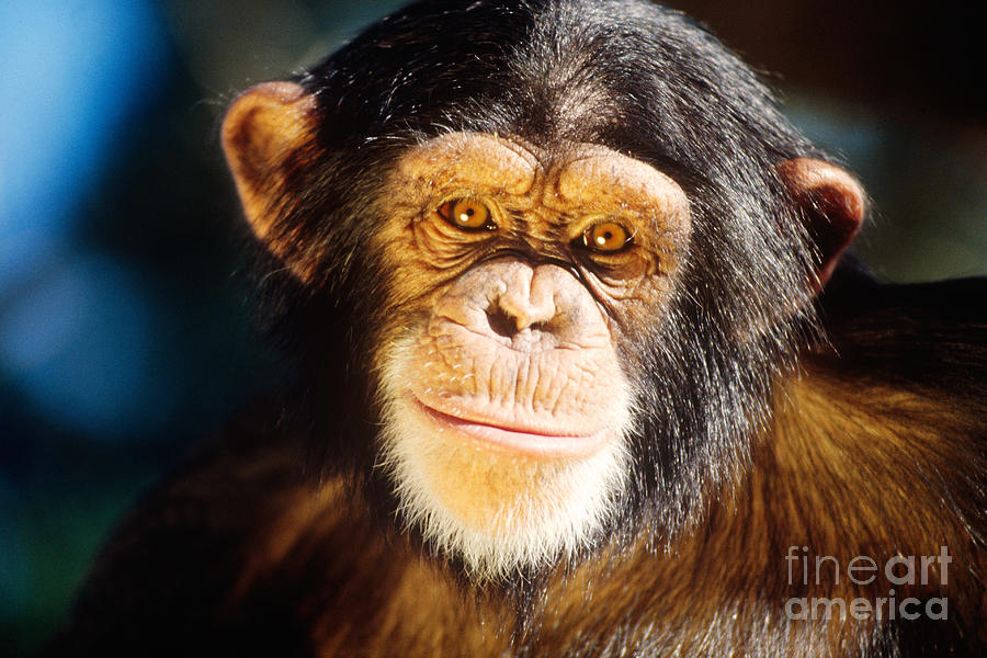 Chimpanzee Photograph by Lawrence Migdale