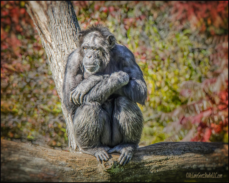 Chimpanzee Photograph by LeeAnn McLaneGoetz McLaneGoetzStudioLLCcom
