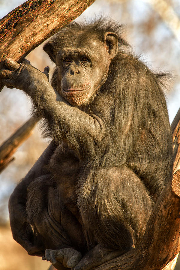 Chimpanzee    Photograph by Linda Tiepelman