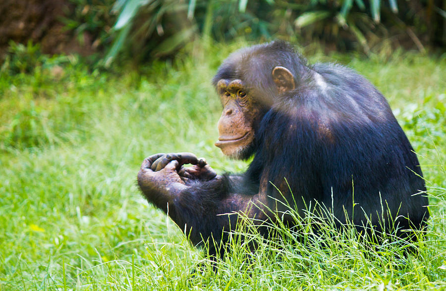 Chimpanzee Looking Photograph by Jonny D
