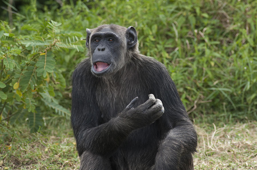 Chimpanzee Lowering Lip Kenya Photograph by D. & E.  Parer-Cook