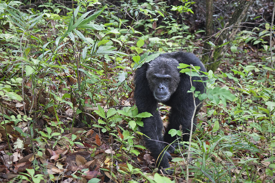 Chimpanzee Male In Forest Tanzania Photograph by Konrad Wothe