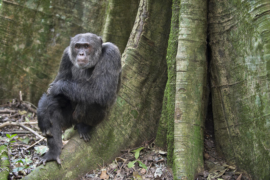 Chimpanzee Male On Buttress Root Uganda Photograph by Suzi Eszterhas