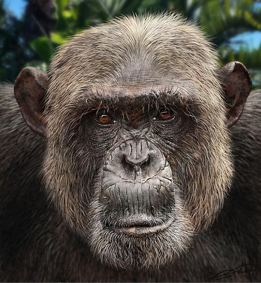 Chimpanzee Male Digital Art by Owen Bell