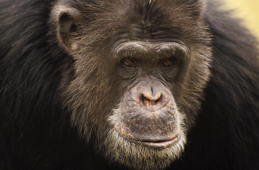 Chimpanzee Male Portrait Photograph by Gerry Ellis