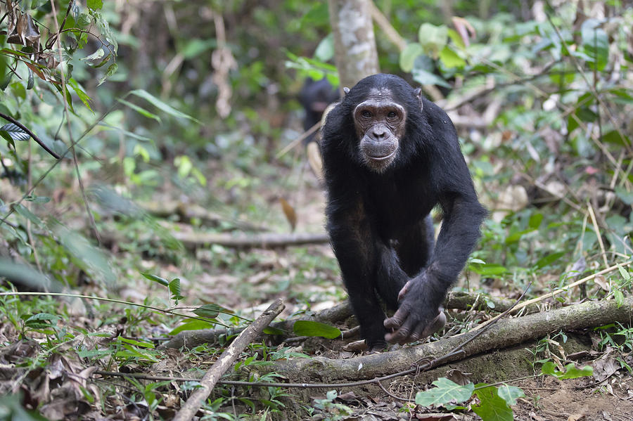 Chimpanzee Male Walking Tanzania Photograph by Konrad Wothe
