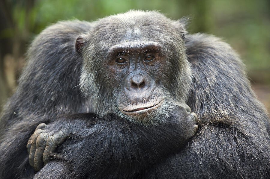Chimpanzee Male Western Uganda Photograph by Suzi Eszterhas