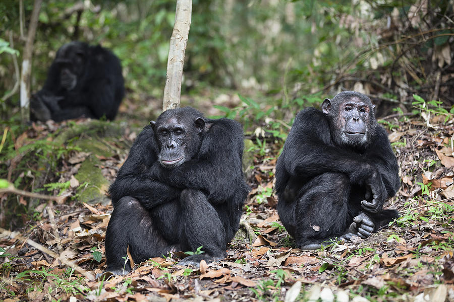 Chimpanzee Males Tanzania Photograph by Konrad Wothe
