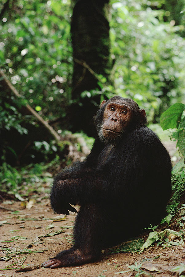 Chimpanzee On Forest Floor Gombe Stream Photograph by Gerry Ellis