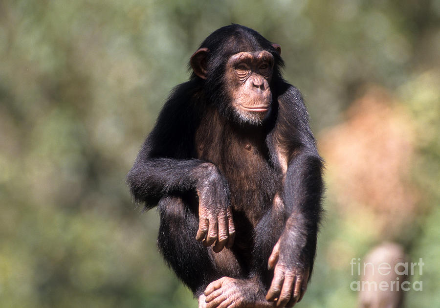 Chimpanzee Pan troglodytes Photograph by Eyal Bartov