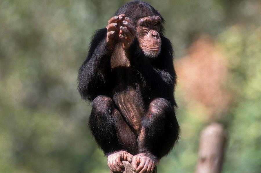 Chimpanzee (pan Troglodytes) Photograph by Photostock-israel