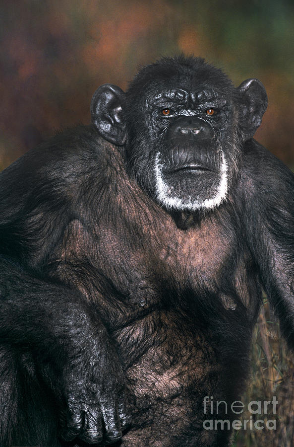 Chimpanzee Portrait Endangered Species Wildlife Rescue Photograph by Dave Welling